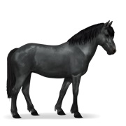 Newfoundland Pony - Black