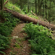 Snyder Middleswarth Natural Area