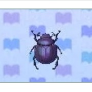Dung Beetle