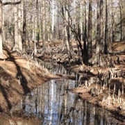 Felsenthal National Wildlife Refuge