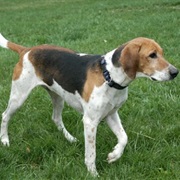 American Foxhound