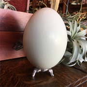 Rhea Egg