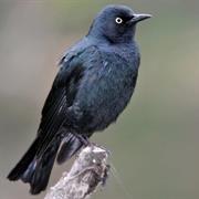 Rusty Blackbird