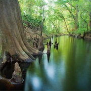 Pinhook Swamp, Florida
