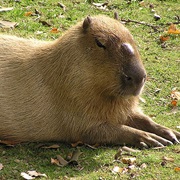 Capybara