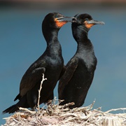 Cape Cormorant