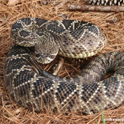 Eastern Diamondback Rattlesnake