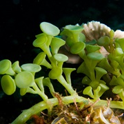 Sea Grapes (Caulerpa Racemosa)