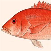 Red Snapper