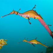 Weedy Sea Dragons
