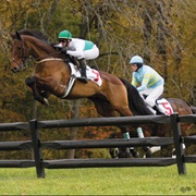 Steeplechase (Horse)