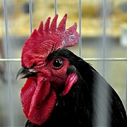 Attended a County Fair