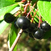 Aronia Berries / Chokeberries (Aronia)