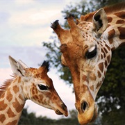 Parc Zoologique De La Barben