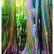 Rainbow Eucalyptus Trees, Hawaii