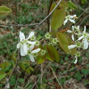 Smooth Shadbush (Amelanchier Laevis)