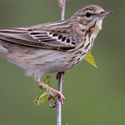 Tree Pipit