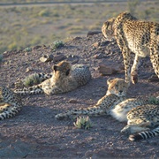 Visit a Wildlife Reserve