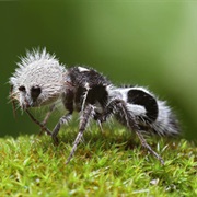 Panda Ant