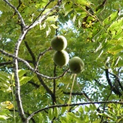 Walnut Tree