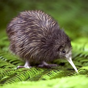 Master the Kiwi Accent