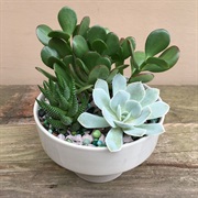 Succulents
