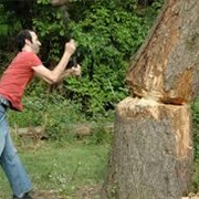Cut Down a Tree