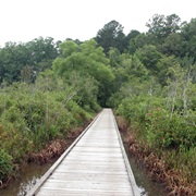 Tombigbee National Forest