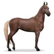 Marwari - Flaxen Liver Chestnut