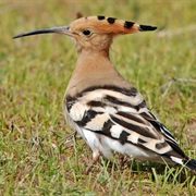Eurasian Hoopoe (Israel)