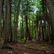 Hartwick Pines State Park, Michigan