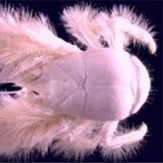 Yeti Crab