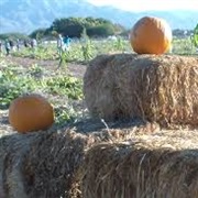 Pick Your Own Produce