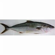 Hiramasa Kingfish
