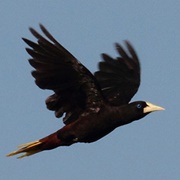 Crested Oropendola (Psarocolius Decumanus)