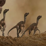 Velociraptors