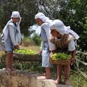 Ein Yael - Living Museum