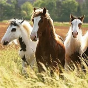 Horses