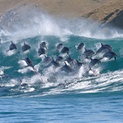 A Pod of Dolphins