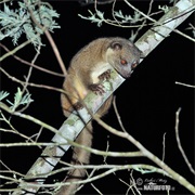 Eastern Lowland Olingo