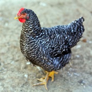 Barred Plymouth Rock Chicken