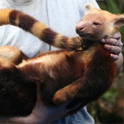 Golden-Mantled Tree-Kangaroo