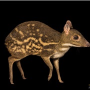 Spotted Mousedeer