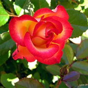 Betty Boop Rose