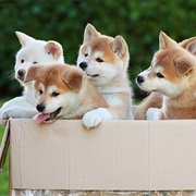 Give a Shelter Pet a Home