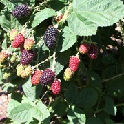 Chehalem Blackberry