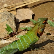 Green Forest Lizard