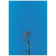 Joanna Newsom and the Ys Street Band