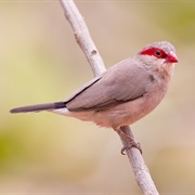 Black-Rumped Waxbill