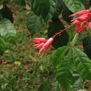 Amargo (Quassia Amara)